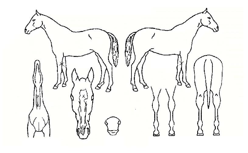 ĸƾ�����̵��� ����,���,�޸�,�λ�,�ٸ��� Ư¡����