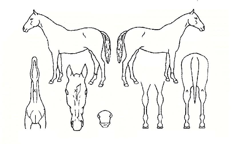 ��������� ����,���,�޸�,�λ�,�ٸ��� Ư¡����