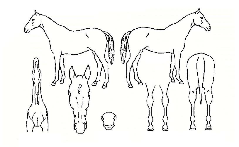 ���̵�����Ʈ�� ����,���,�޸�,�λ�,�ٸ��� Ư¡����