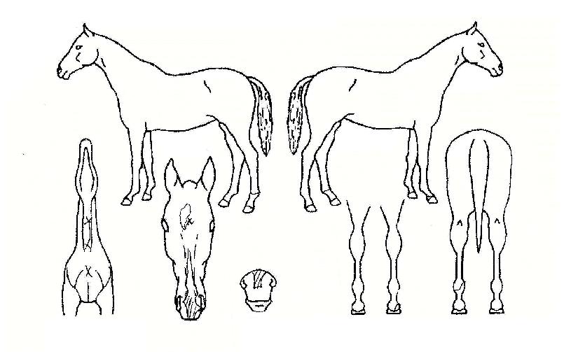 ȯ»ó³ª·¡ÀÇ Ãø¸é,¿ì¸é,µÞ¸é,µÎ»ó,´Ù¸®ÀÇ Æ¯Â¡µµÇØ