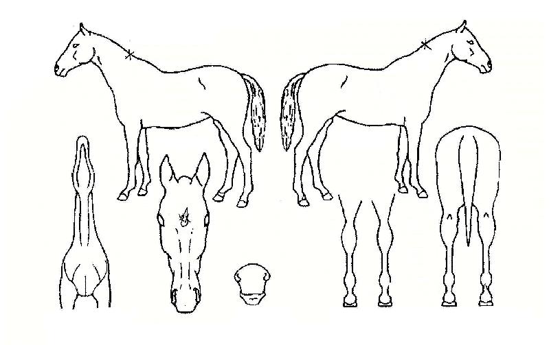 õ�������� ����,���,�޸�,�λ�,�ٸ��� Ư¡����