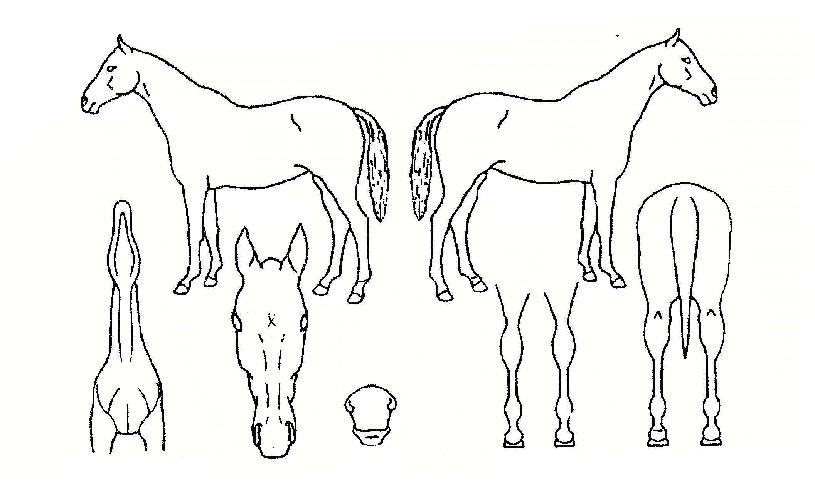 ����ɼ��� ����,���,�޸�,�λ�,�ٸ��� Ư¡����