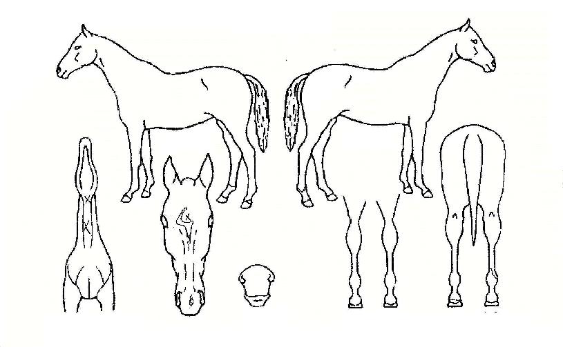 �ִϾַ��ڸ��� ����,���,�޸�,�λ�,�ٸ��� Ư¡����