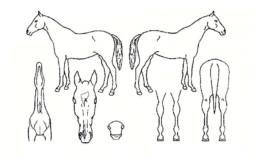 Á¶¸¶Á¶¸¶ÀÇ Ãø¸é,¿ì¸é,µÞ¸é,µÎ»ó,´Ù¸®ÀÇ Æ¯Â¡µµÇØ