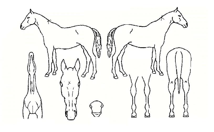 ��ǳ�� ����,���,�޸�,�λ�,�ٸ��� Ư¡����