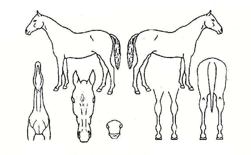 ���̾����� ����,���,�޸�,�λ�,�ٸ��� Ư¡����