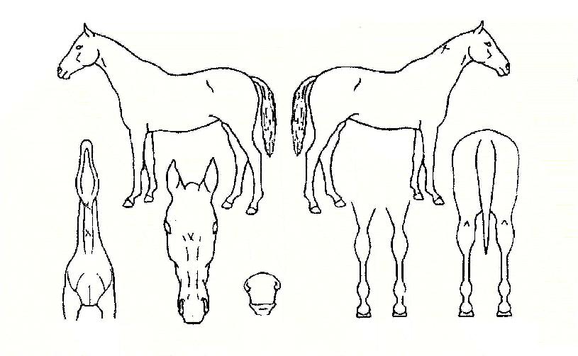 ¼³¸¶¼³¸¶ÀÇ Ãø¸é,¿ì¸é,µÞ¸é,µÎ»ó,´Ù¸®ÀÇ Æ¯Â¡µµÇØ