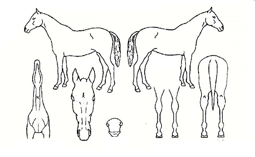 ��������� ����,���,�޸�,�λ�,�ٸ��� Ư¡����