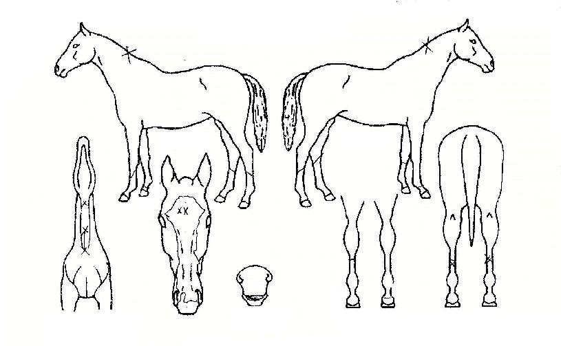 õ��ȯ���� ����,���,�޸�,�λ�,�ٸ��� Ư¡����