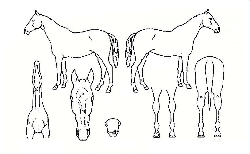 ÃÖ°°¡¼ÓÀÇ Ãø¸é,¿ì¸é,µÞ¸é,µÎ»ó,´Ù¸®ÀÇ Æ¯Â¡µµÇØ