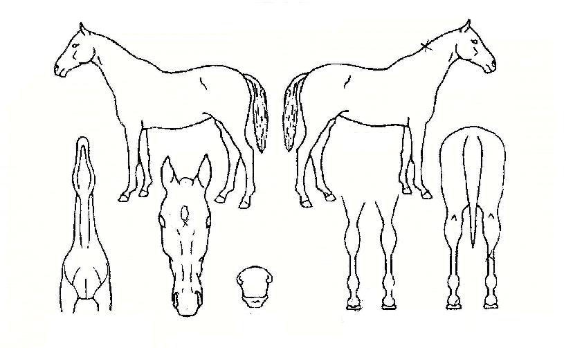 ¿¢½º»çÀ̺íÀÇ Ãø¸é,¿ì¸é,µÞ¸é,µÎ»ó,´Ù¸®ÀÇ Æ¯Â¡µµÇØ