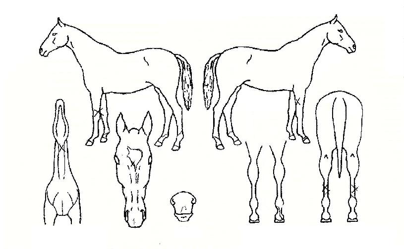 �ϵ���� ����,���,�޸�,�λ�,�ٸ��� Ư¡����