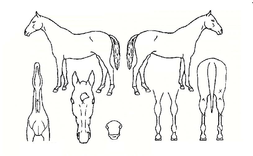 ������������ ����,���,�޸�,�λ�,�ٸ��� Ư¡����