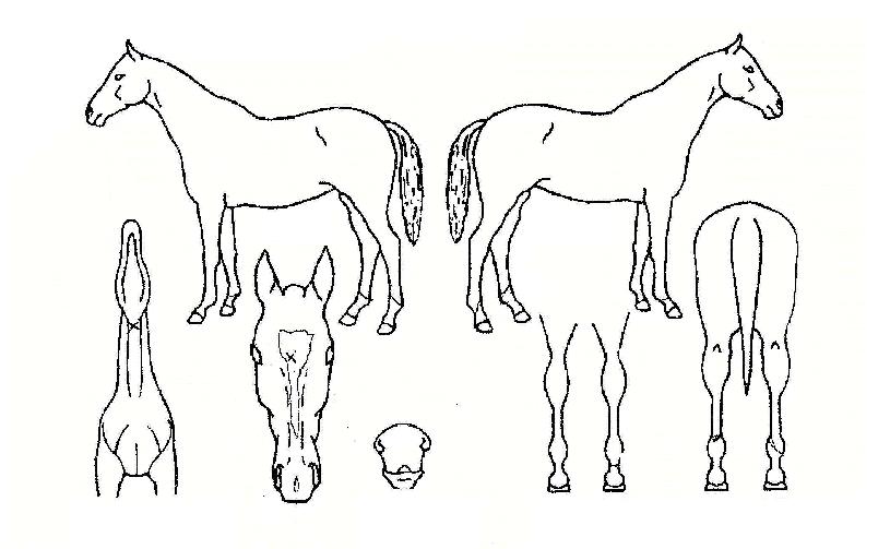 ŷ������ ����,���,�޸�,�λ�,�ٸ��� Ư¡����