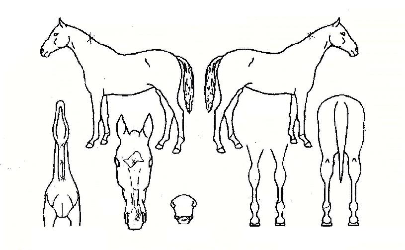 ���������� ����,���,�޸�,�λ�,�ٸ��� Ư¡����