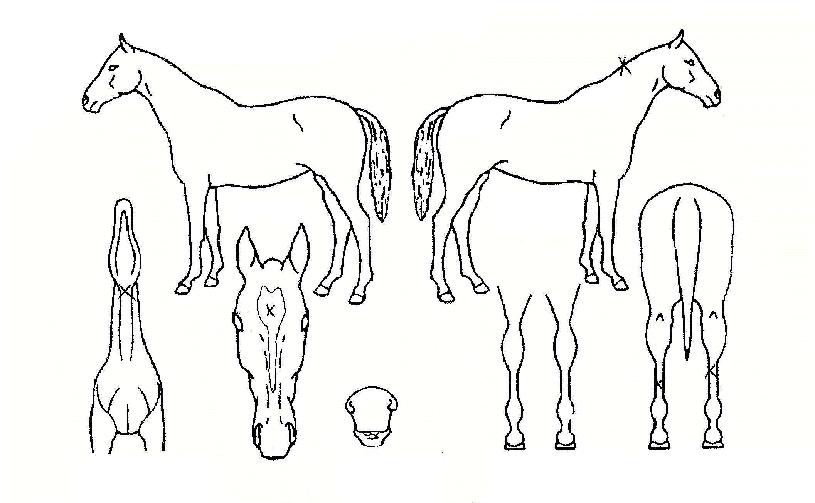 À̽ºÆ®ÀÇ Ãø¸é,¿ì¸é,µÞ¸é,µÎ»ó,´Ù¸®ÀÇ Æ¯Â¡µµÇØ