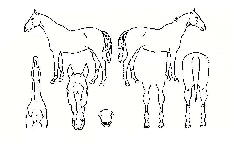 ¹Ì½ºº§¶óÀÇ Ãø¸é,¿ì¸é,µÞ¸é,µÎ»ó,´Ù¸®ÀÇ Æ¯Â¡µµÇØ