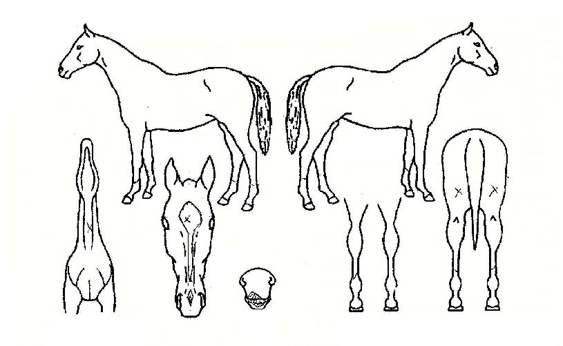 ÇÁ·»Ä¡°¶ÀÇ Ãø¸é,¿ì¸é,µÞ¸é,µÎ»ó,´Ù¸®ÀÇ Æ¯Â¡µµÇØ