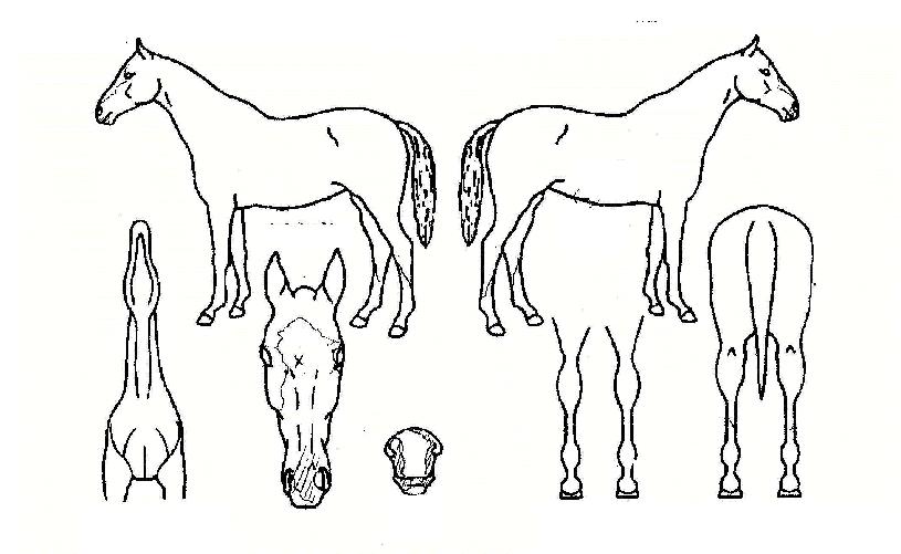 »÷µåºí·ÎÀÇ Ãø¸é,¿ì¸é,µÞ¸é,µÎ»ó,´Ù¸®ÀÇ Æ¯Â¡µµÇØ