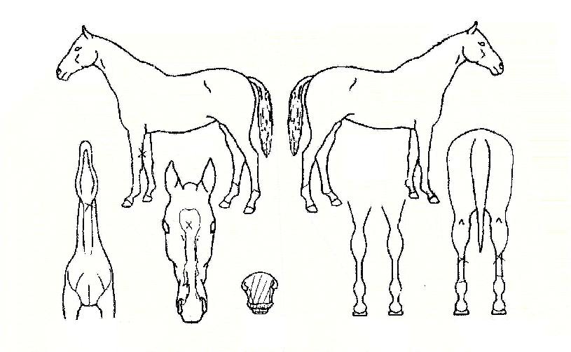 ���ȼ����� ����,���,�޸�,�λ�,�ٸ��� Ư¡����