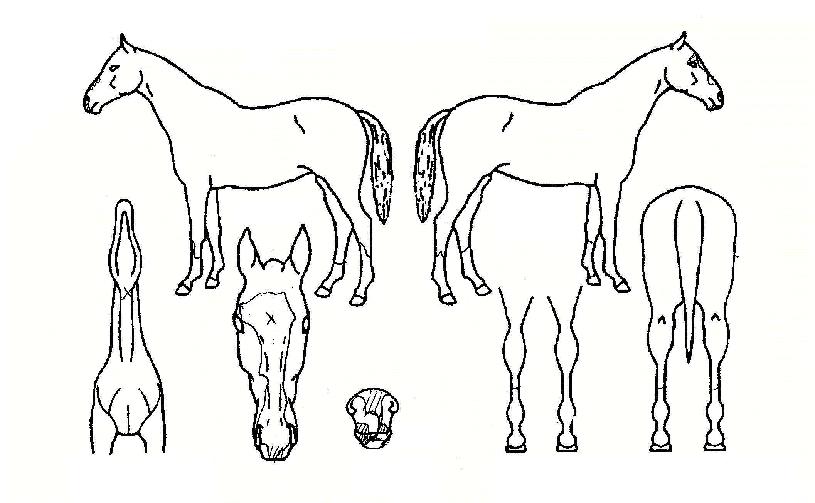 ¿ø´õÇ®ÀÇ Ãø¸é,¿ì¸é,µÞ¸é,µÎ»ó,´Ù¸®ÀÇ Æ¯Â¡µµÇØ