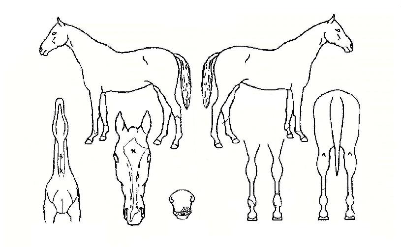 ¼¹æ¹ÌÀÎÀÇ Ãø¸é,¿ì¸é,µÞ¸é,µÎ»ó,´Ù¸®ÀÇ Æ¯Â¡µµÇØ