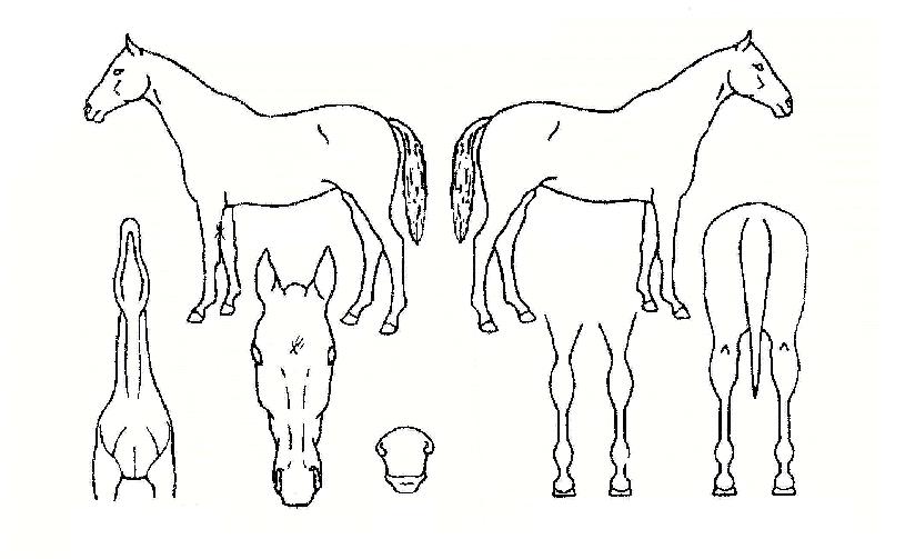 ½ºÄ«ÀÌºäÆ¼ÀÇ Ãø¸é,¿ì¸é,µÞ¸é,µÎ»ó,´Ù¸®ÀÇ Æ¯Â¡µµÇØ