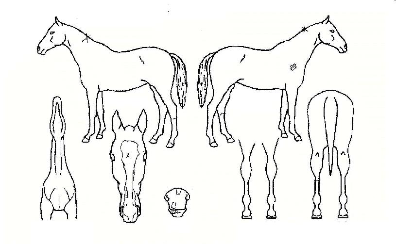 µñ½ÃøÓÀÚ¸¶ÀÇ Ãø¸é,¿ì¸é,µÞ¸é,µÎ»ó,´Ù¸®ÀÇ Æ¯Â¡µµÇØ