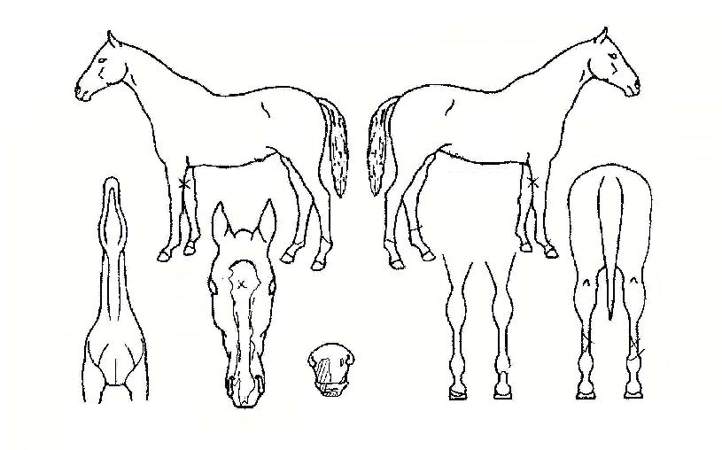 �Ѱ��ο��� ����,���,�޸�,�λ�,�ٸ��� Ư¡����