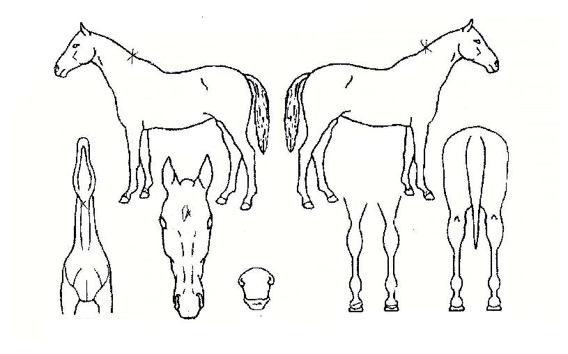 õÁöÇØÀÇ Ãø¸é,¿ì¸é,µÞ¸é,µÎ»ó,´Ù¸®ÀÇ Æ¯Â¡µµÇØ