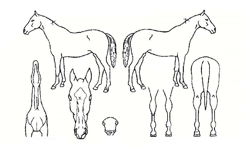 µ¿¹æÀDZâÀûÀÇ Ãø¸é,¿ì¸é,µÞ¸é,µÎ»ó,´Ù¸®ÀÇ Æ¯Â¡µµÇØ