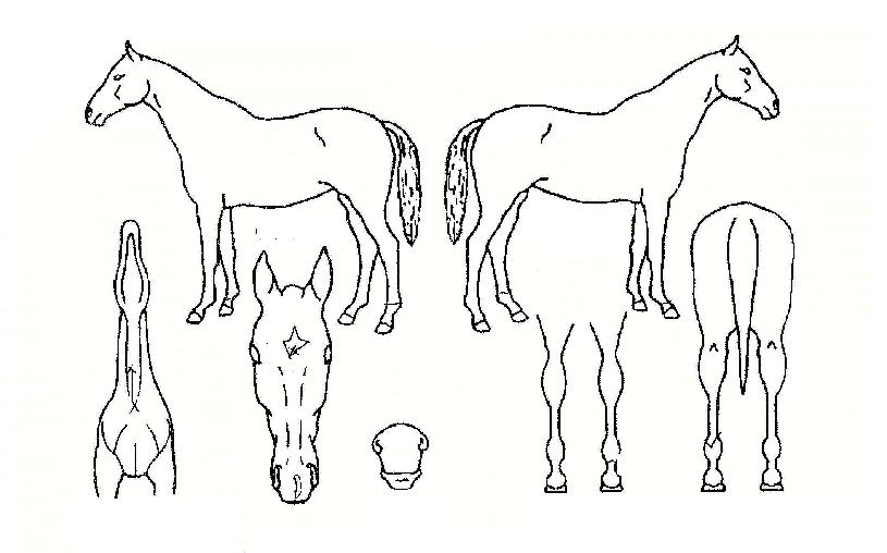 �̱�ī������ ����,���,�޸�,�λ�,�ٸ��� Ư¡����