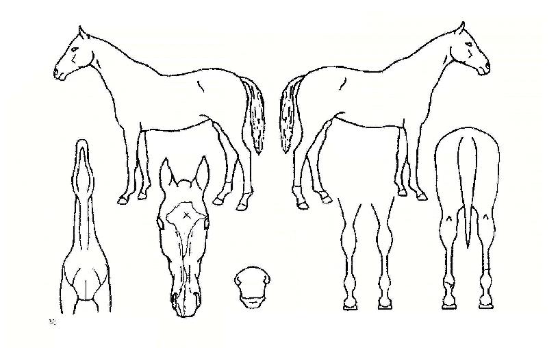 ´ºÆä°¡¼ö½ºÀÇ Ãø¸é,¿ì¸é,µÞ¸é,µÎ»ó,´Ù¸®ÀÇ Æ¯Â¡µµÇØ