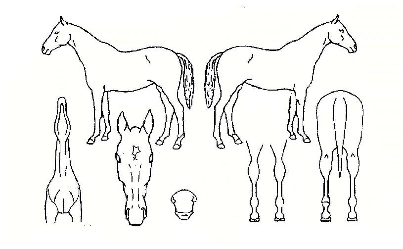 Àå¼ö¼Ò³àÀÇ Ãø¸é,¿ì¸é,µÞ¸é,µÎ»ó,´Ù¸®ÀÇ Æ¯Â¡µµÇØ