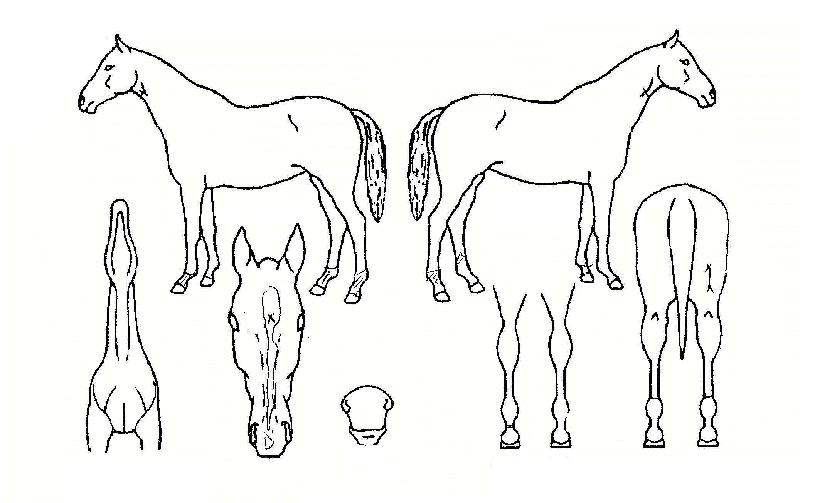 ������æƮ�����ڸ��� ����,���,�޸�,�λ�,�ٸ��� Ư¡����