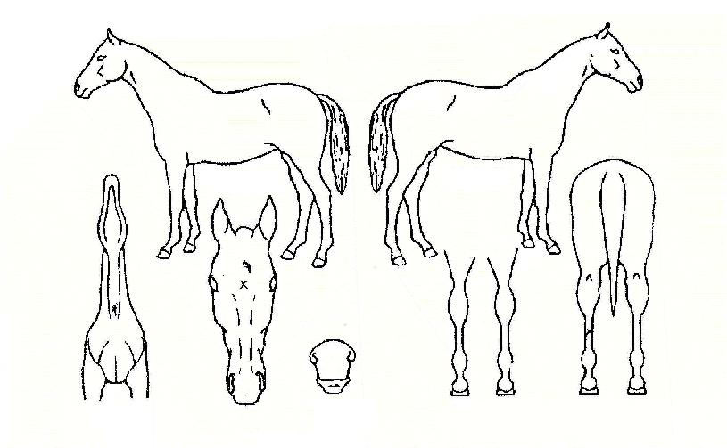 �����÷����� ����,���,�޸�,�λ�,�ٸ��� Ư¡����