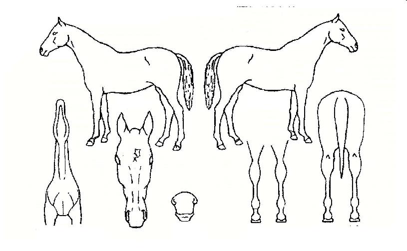 Á¶Æ°´í½ºÀÚ¸¶ÀÇ Ãø¸é,¿ì¸é,µÞ¸é,µÎ»ó,´Ù¸®ÀÇ Æ¯Â¡µµÇØ