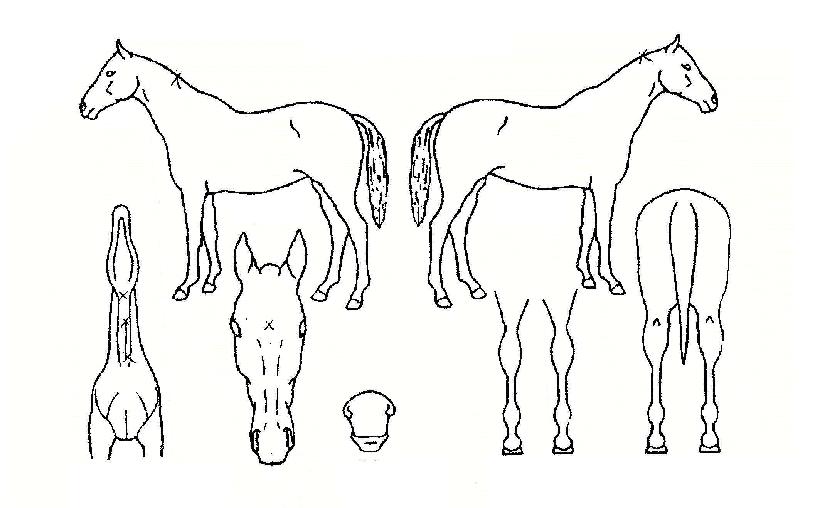 ������屺�� ����,���,�޸�,�λ�,�ٸ��� Ư¡����