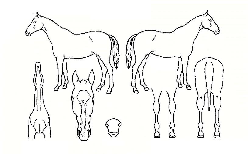 ¾Æ¸§´Ù¿îºñ»óÀÇ Ãø¸é,¿ì¸é,µÞ¸é,µÎ»ó,´Ù¸®ÀÇ Æ¯Â¡µµÇØ