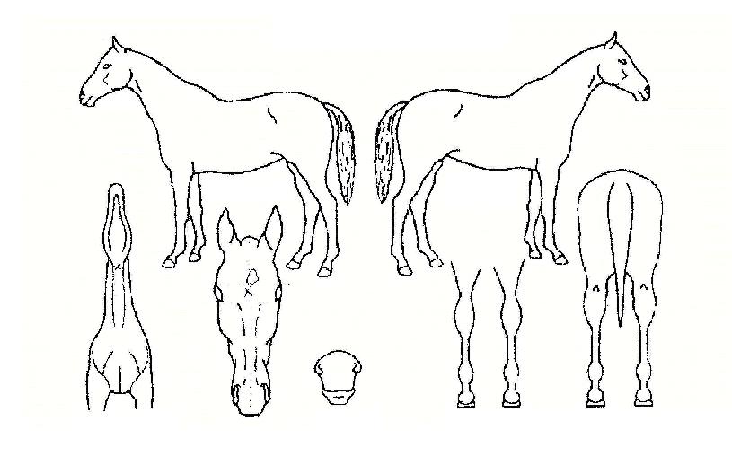 ����Ŭ������ ����,���,�޸�,�λ�,�ٸ��� Ư¡����