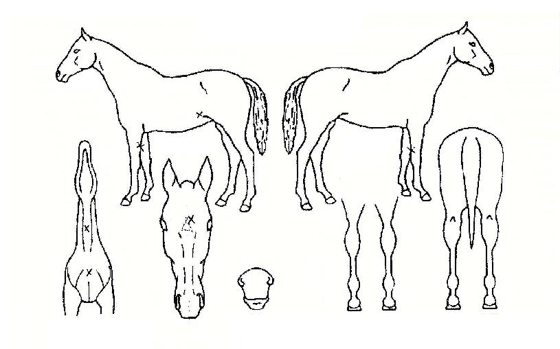 ½´ÆÛÁúÁÖÀÇ Ãø¸é,¿ì¸é,µÞ¸é,µÎ»ó,´Ù¸®ÀÇ Æ¯Â¡µµÇØ