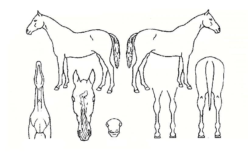 �ʸ��� ����,���,�޸�,�λ�,�ٸ��� Ư¡����