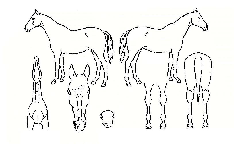 ������ ����,���,�޸�,�λ�,�ٸ��� Ư¡����