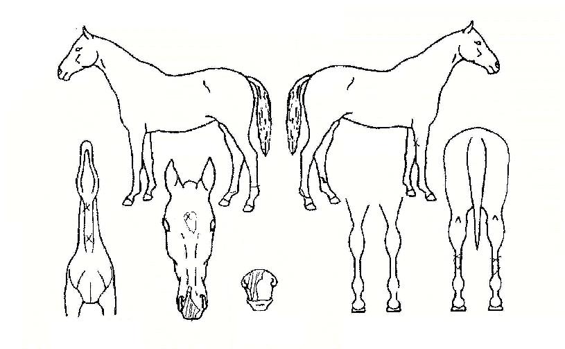 ÆÀ¿¡À̽ºÀÇ Ãø¸é,¿ì¸é,µÞ¸é,µÎ»ó,´Ù¸®ÀÇ Æ¯Â¡µµÇØ