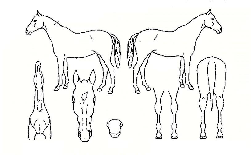 ���������� ����,���,�޸�,�λ�,�ٸ��� Ư¡����