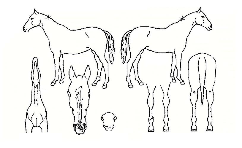 ���ø���Ƽ�� ����,���,�޸�,�λ�,�ٸ��� Ư¡����