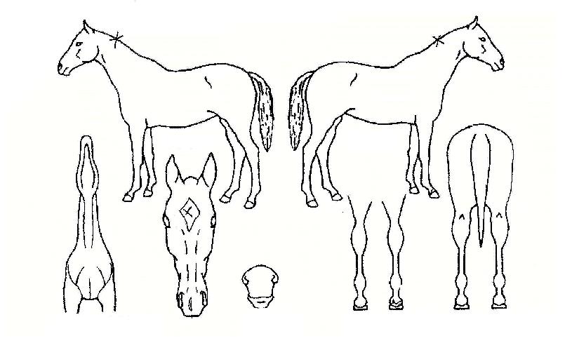 ¿Ã¸¶ÀÌÆ¼È÷Æ®ÀÇ Ãø¸é,¿ì¸é,µÞ¸é,µÎ»ó,´Ù¸®ÀÇ Æ¯Â¡µµÇØ