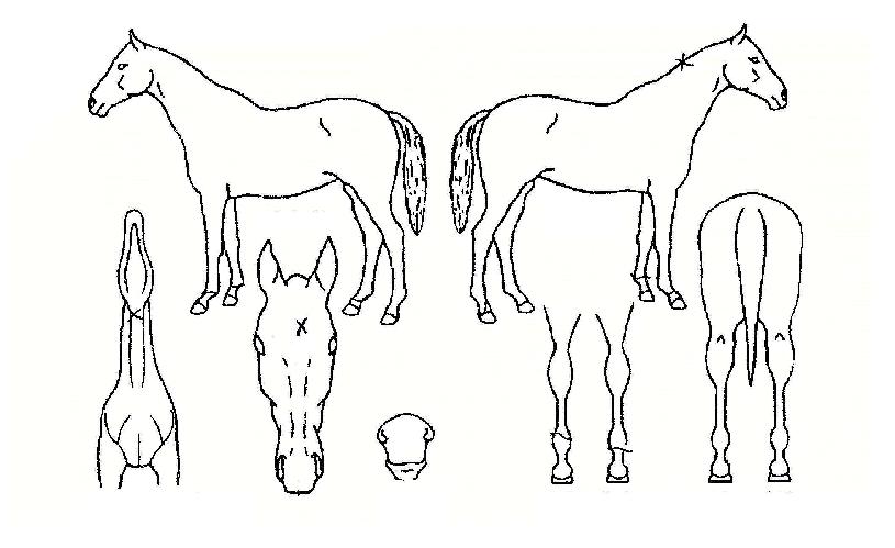 �鷹�̵��� ����,���,�޸�,�λ�,�ٸ��� Ư¡����