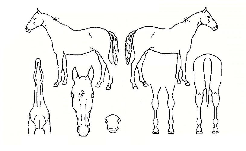 ¿ø´õÇ®½ºÆåÀÇ Ãø¸é,¿ì¸é,µÞ¸é,µÎ»ó,´Ù¸®ÀÇ Æ¯Â¡µµÇØ