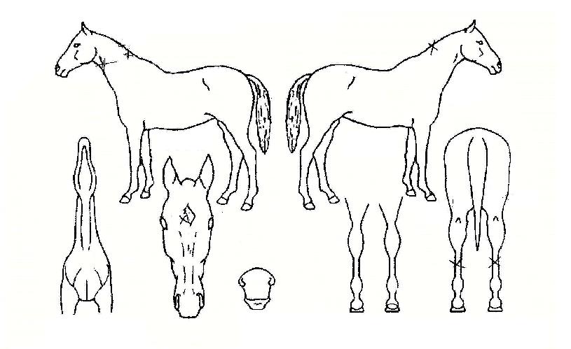 û�������� ����,���,�޸�,�λ�,�ٸ��� Ư¡����